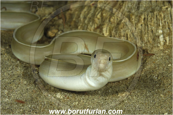 Rinja, Komodo, Indonesia, Pseudechidna brummeri, Pseudechidna, Muraenidae, White Ribbon eel, White Ribbon moray, Moray, Fish