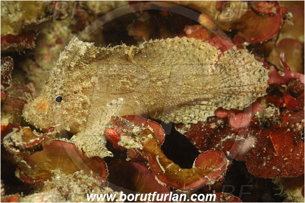 Rinja, Komodo, Indonesia, Paraploactis sp., Paraploactis, Aploactinidae, Velvetfish, Fish