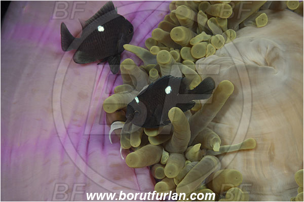 Rinja, Komodo, Indonesia, Dascyllus trimaculatus, Dascyllus, Pomacentridae, Threespot Damselfish, Damselfish, Fish, Juvenile