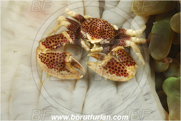 Rinja, Komodo, Indonesia, Neopetrolisthes maculatus, Neopetrolisthes, Porcellanidae, Decapoda, Porcelain Crab, Crab, Crustacea, Crustacean