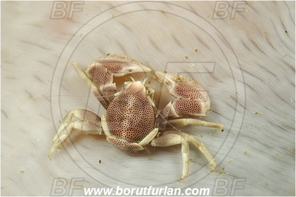 Rinja, Komodo, Indonesia, Neopetrolisthes maculatus, Neopetrolisthes, Porcellanidae, Decapoda, Porcelain Crab, Crab, Crustacea, Crustacean