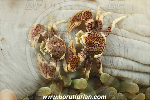Rinja, Komodo, Indonesia, Neopetrolisthes maculatus, Neopetrolisthes, Porcellanidae, Decapoda, Porcelain Crab, Crab, Crustacea, Crustacean