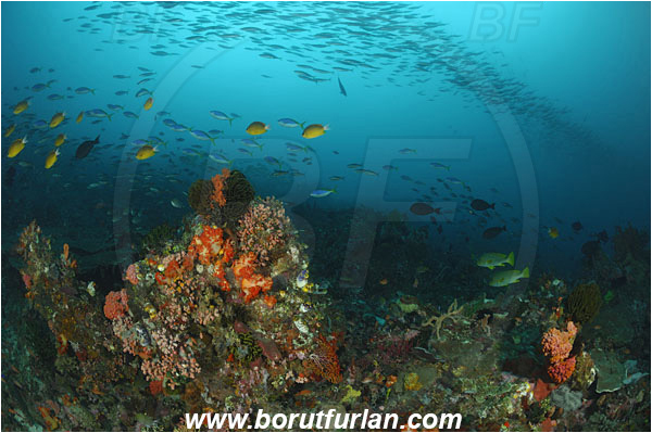 Komodo, Indonesia, Reef, Fish school