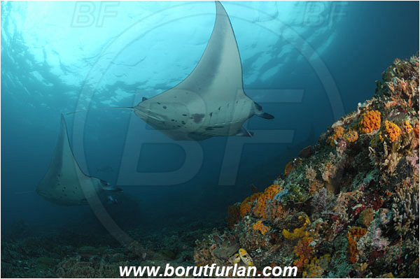 Komodo, Indonesia, Mobula birostris, Mobula, Myliobatidae, Elasmobranchii, Giant Manta, Manta, Fish, Reef