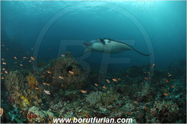 Komodo, Indonesia, Mobula birostris, Mobula, Myliobatidae, Elasmobranchii, Giant Manta, Manta, Fish, Reef