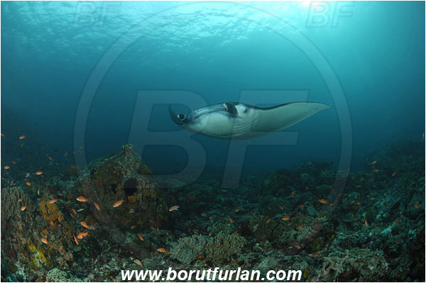 Komodo, Indonesia, Mobula birostris, Mobula, Myliobatidae, Elasmobranchii, Giant Manta, Manta, Fish, Reef