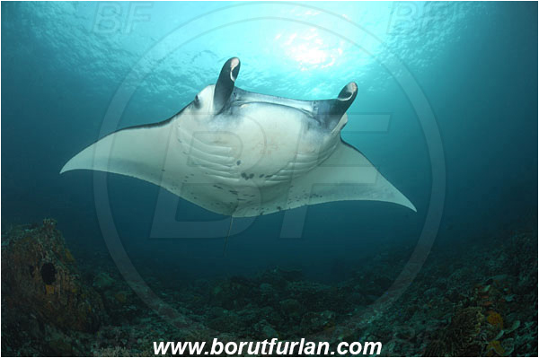 Komodo, Indonesia, Mobula birostris, Mobula, Myliobatidae, Elasmobranchii, Giant Manta, Manta, Fish, Reef