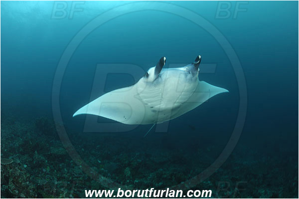 Komodo, Indonesia, Mobula birostris, Mobula, Myliobatidae, Elasmobranchii, Giant Manta, Manta, Fish, Reef