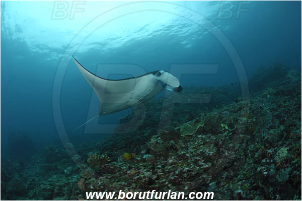 Komodo, Indonesia, Mobula birostris, Mobula, Myliobatidae, Elasmobranchii, Giant Manta, Manta, Fish, Reef