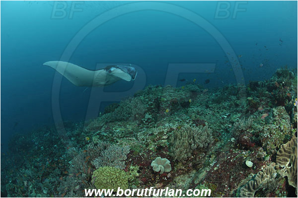 Komodo, Indonesia, Mobula birostris, Mobula, Myliobatidae, Elasmobranchii, Giant Manta, Manta, Fish, Reef