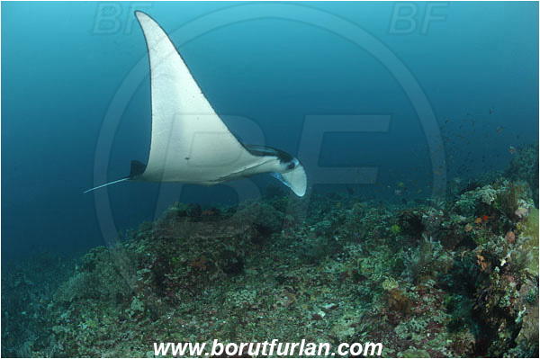 Komodo, Indonesia, Mobula birostris, Mobula, Myliobatidae, Elasmobranchii, Giant Manta, Manta, Fish, Reef