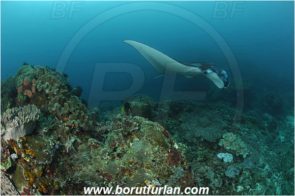 Komodo, Indonesia, Mobula birostris, Mobula, Myliobatidae, Elasmobranchii, Giant Manta, Manta, Fish, Reef