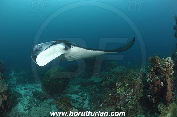 Komodo, Indonesia, Mobula birostris, Mobula, Myliobatidae, Elasmobranchii, Giant Manta, Manta, Fish, Reef