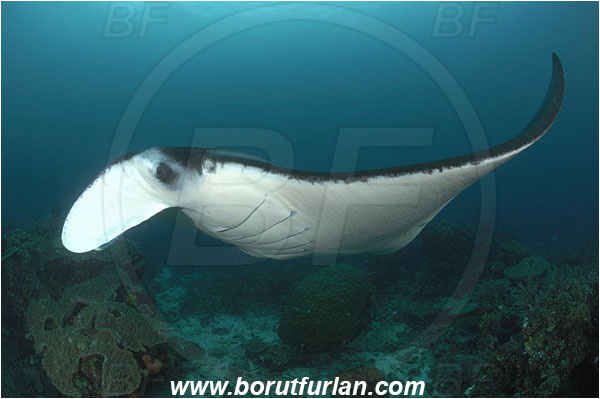Komodo, Indonesia, Mobula birostris, Mobula, Myliobatidae, Elasmobranchii, Giant Manta, Manta, Fish, Reef