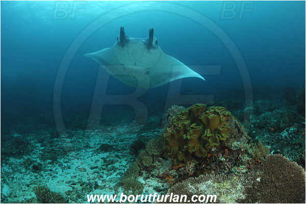 Komodo, Indonesia, Mobula birostris, Mobula, Myliobatidae, Elasmobranchii, Giant Manta, Manta, Fish, Reef