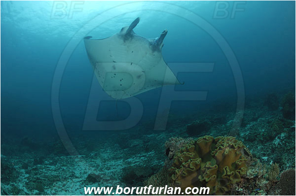 Komodo, Indonesia, Mobula birostris, Mobula, Myliobatidae, Elasmobranchii, Giant Manta, Manta, Fish, Reef