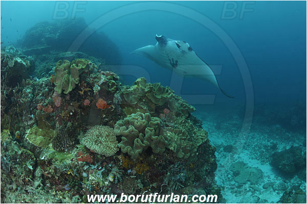 Komodo, Indonesia, Mobula birostris, Mobula, Myliobatidae, Elasmobranchii, Giant Manta, Manta, Fish, Reef