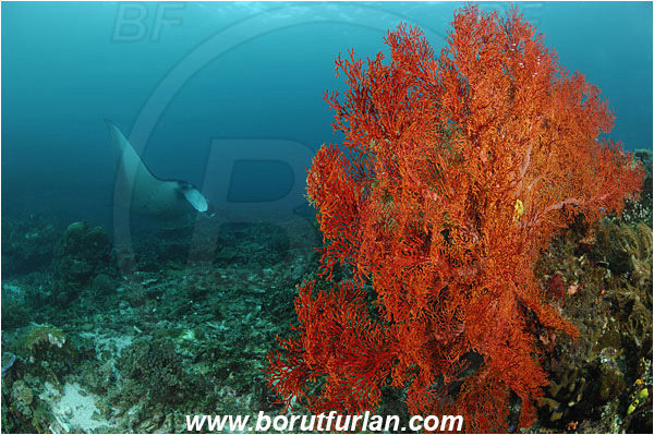 Komodo, Indonesia, Mobula birostris, Mobula, Myliobatidae, Elasmobranchii, Giant Manta, Manta, Fish, Reef, Melithaea sp., Melithaea, Melithaeidae, Sea fan, Coral, Anthozoa, Cnidaria, Cnidarian
