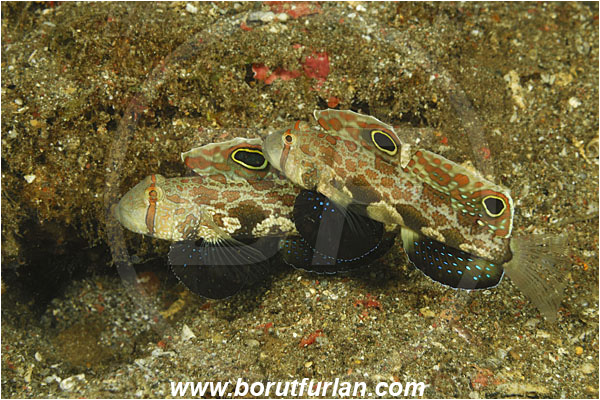 Komodo, Indonesia, Signigobius biocellatus, Signigobius, Gobiidae, Two Spot Goby, Goby, Fish