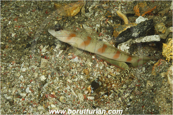 Komodo, Indonesia, Amblyeleotris latifasciata, Amblyeleotris, Gobiidae, Wide-barred prawn goby, Prawn goby, Goby, Fish, Alpheus bellulus, Alpheus, Alpheidae, Decapoda, Tiger Pistol shrimp, Pistol shrimp, Shrimp, Crustacea, Crustacean
