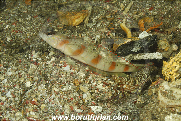 Komodo, Indonesia, Amblyeleotris latifasciata, Amblyeleotris, Gobiidae, Wide-barred prawn goby, Prawn goby, Goby, Fish, Alpheus bellulus, Alpheus, Alpheidae, Decapoda, Tiger Pistol shrimp, Pistol shrimp, Shrimp, Crustacea, Crustacean