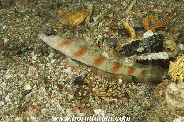 Komodo, Indonesia, Amblyeleotris latifasciata, Amblyeleotris, Gobiidae, Wide-barred prawn goby, Prawn goby, Goby, Fish, Alpheus bellulus, Alpheus, Alpheidae, Decapoda, Tiger Pistol shrimp, Pistol shrimp, Shrimp, Crustacea, Crustacean