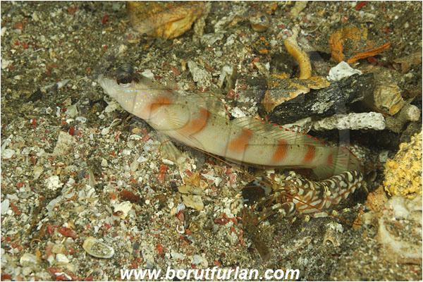 Komodo, Indonesia, Amblyeleotris latifasciata, Amblyeleotris, Gobiidae, Wide-barred prawn goby, Prawn goby, Goby, Fish, Alpheus bellulus, Alpheus, Alpheidae, Decapoda, Tiger Pistol shrimp, Pistol shrimp, Shrimp, Crustacea, Crustacean