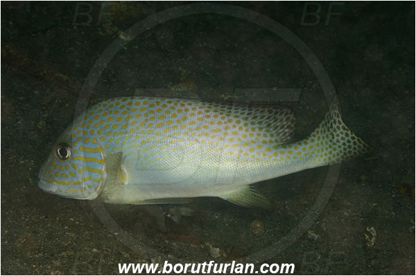 Komodo, Indonesia, Diagramma pictum, Diagramma, Haemulidae, Painted sweetlips, Sweetlips, Fish