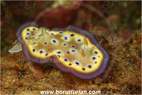 Komodo, Indonesia, Goniobranchus kuniei, Goniobranchus, Chromodorididae, Kunie