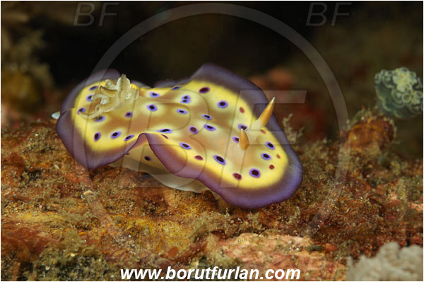 Komodo, Indonesia, Goniobranchus kuniei, Goniobranchus, Chromodorididae, Kunie