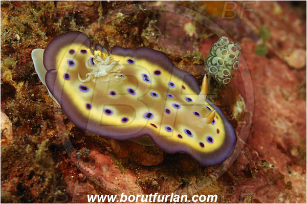 Komodo, Indonesia, Goniobranchus kuniei, Goniobranchus, Chromodorididae, Kunie