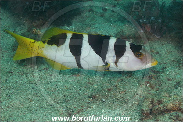 Komodo, Indonesia, Plectropomus laevis, Plectropomus, Serranidae, Saddle grouper, Blacksaddle grouper, Grouper, Fish, Reef