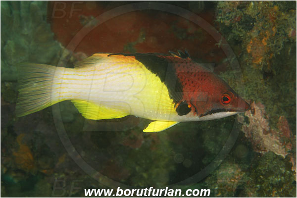 Komodo, Indonesia, Bodianus mesothorax, Bodianus, Labridae, Split-level Hogfish, Coral Hogfish, Fish, Wrasse