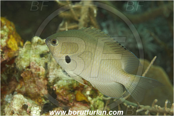 Komodo, Indonesia, Pomacentrus alexanderae, Pomacentrus, Pomacentridae, Alexander