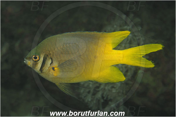 Komodo, Indonesia, Neoglyphidodon nigroris, Neoglyphidodon, Pomacentridae, Black-and-gold chromis, Damselfish, Fish