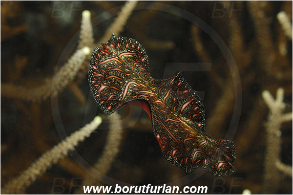 Komodo, Indonesia, Pseudobiceros bedfordi, Pseudobiceros, Pseudocerotidae, Goldrim Flatworm, Flatworm, Platyhelminthes