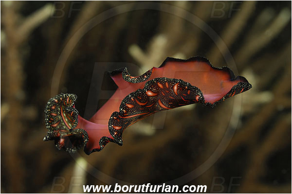 Komodo, Indonesia, Pseudobiceros bedfordi, Pseudobiceros, Pseudocerotidae, Goldrim Flatworm, Flatworm, Platyhelminthes