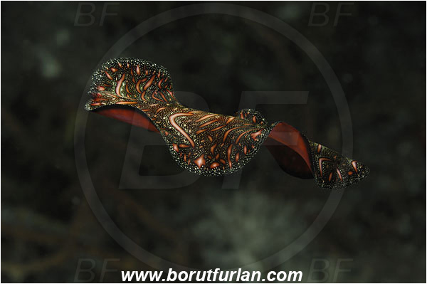 Komodo, Indonesia, Pseudobiceros bedfordi, Pseudobiceros, Pseudocerotidae, Goldrim Flatworm, Flatworm, Platyhelminthes