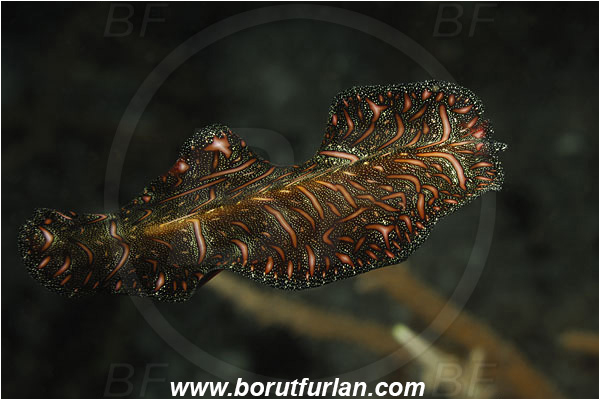 Komodo, Indonesia, Pseudobiceros bedfordi, Pseudobiceros, Pseudocerotidae, Goldrim Flatworm, Flatworm, Platyhelminthes