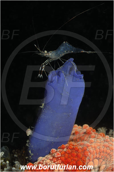 Komodo, Indonesia, Rhopalaea sp., Rhopalaea, Diazonidae, Sea Squirt, Tunicata, Tunicate, Urocaridella sp., Urocaridella, Palaemonidae, Decapoda, Cleaner Shrimp, Shrimp, Crustacea, Crustacean