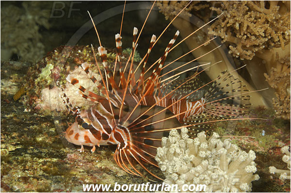 Komodo, Indonesia, Pterois antennata, Pterois, Scorpaenidae, Spotfin lionfish, Lionfish, Fish