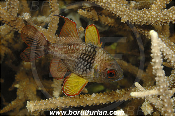 Komodo, Indonesia, Sphaeramia nematoptera, Sphaeramia, Apogonidae, Pajama cardinalfish, Cardinalfish, Fish