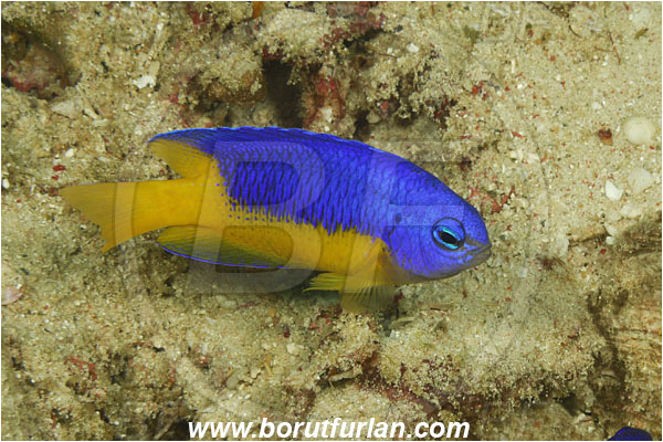 Komodo, Indonesia, Pomacentrus auriventris, Pomacentrus, Pomacentridae, Goldbelly damselfish, Damselfish, Fish