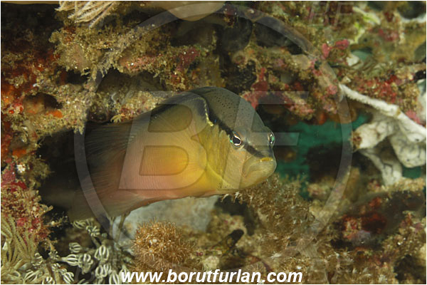 Komodo, Indonesia, Pseudochromis perspicillatus, Pseudochromis, Pseudochromidae, Blackstripe Dottyback, Dottyback, Fish