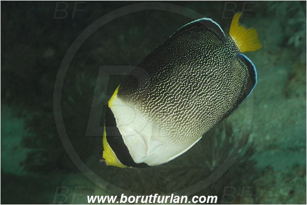 Komodo, Indonesia, Chaetodontoplus mesoleucus, Chaetodontoplus, Pomacanthidae, Vermiculated Angelfish, Angelfish, Fish