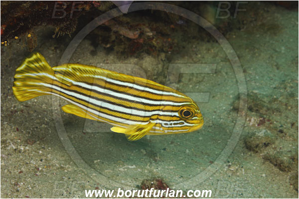 Komodo, Indonesia, Plectorhinchus polytaenia, Plectorhinchus, Haemulidae, Ribboned sweetlips, Yellow-ribbon sweetlips, Sweetlips, Fish, Juvenile