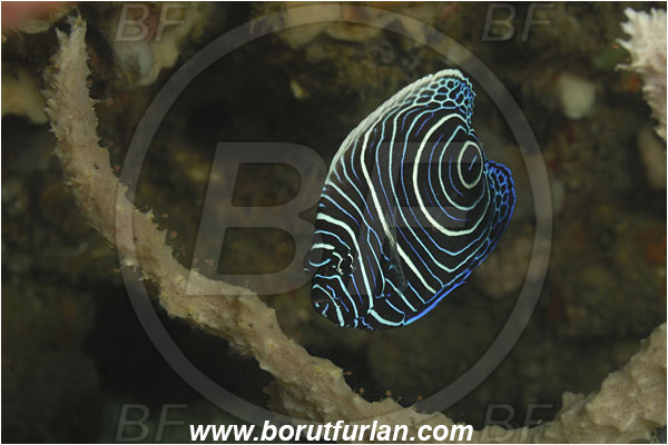 Komodo, Indonesia, Pomacanthus imperator, Pomacanthus, Emperor Angelfish, Angelfish, Pomacanthidae, Fish, Juvenile
