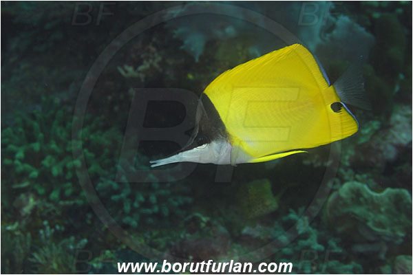 Komodo, Indonesia, Forcipiger flavissimus, Forcipiger, Chaetodontidae, Longnose Butterflyfish, Butterflyfish, Fish