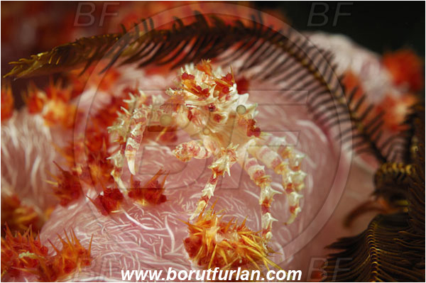 Komodo, Indonesia, Hoplophrys oatesii, Hoplophrys, Epialtidae, Decapoda, Soft Coral Crab, Crab, Crustacea, Crustacean