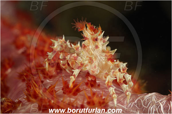 Komodo, Indonesia, Hoplophrys oatesii, Hoplophrys, Epialtidae, Decapoda, Soft Coral Crab, Crab, Crustacea, Crustacean